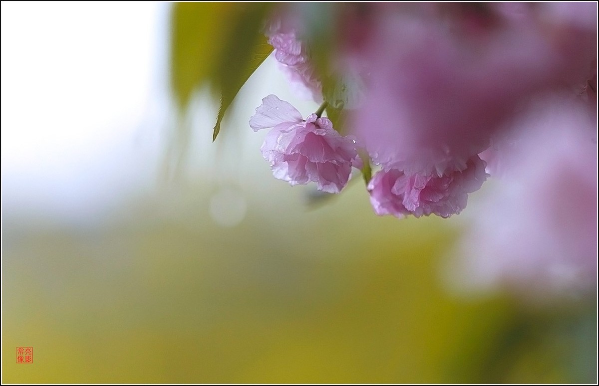 【雨打樱花】拍于成山公寓花园