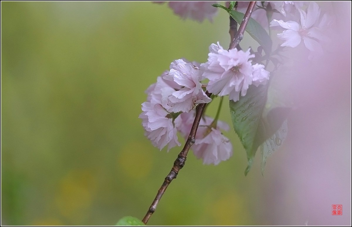 【雨打樱花】拍于成山公寓花园