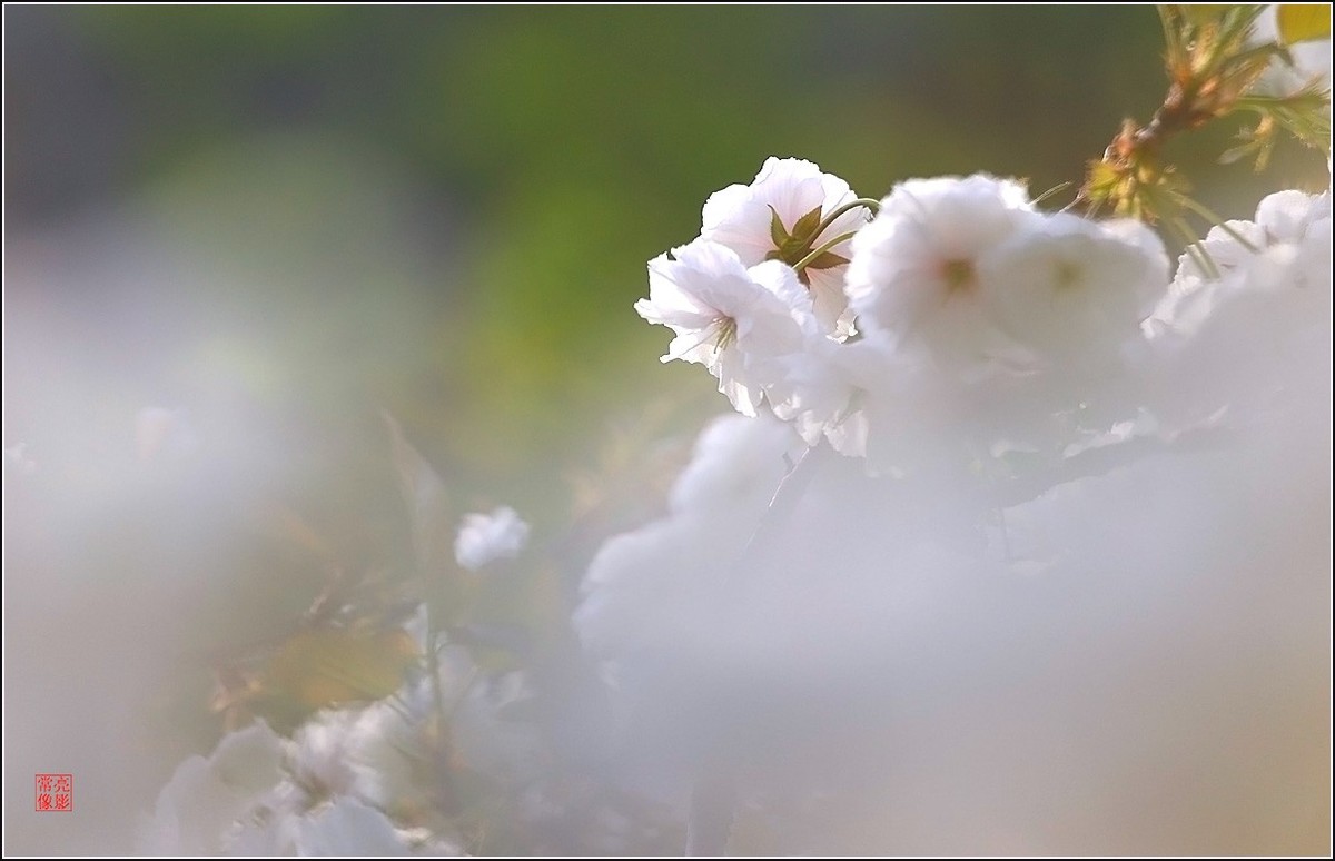 【雨打樱花】拍于成山公寓花园
