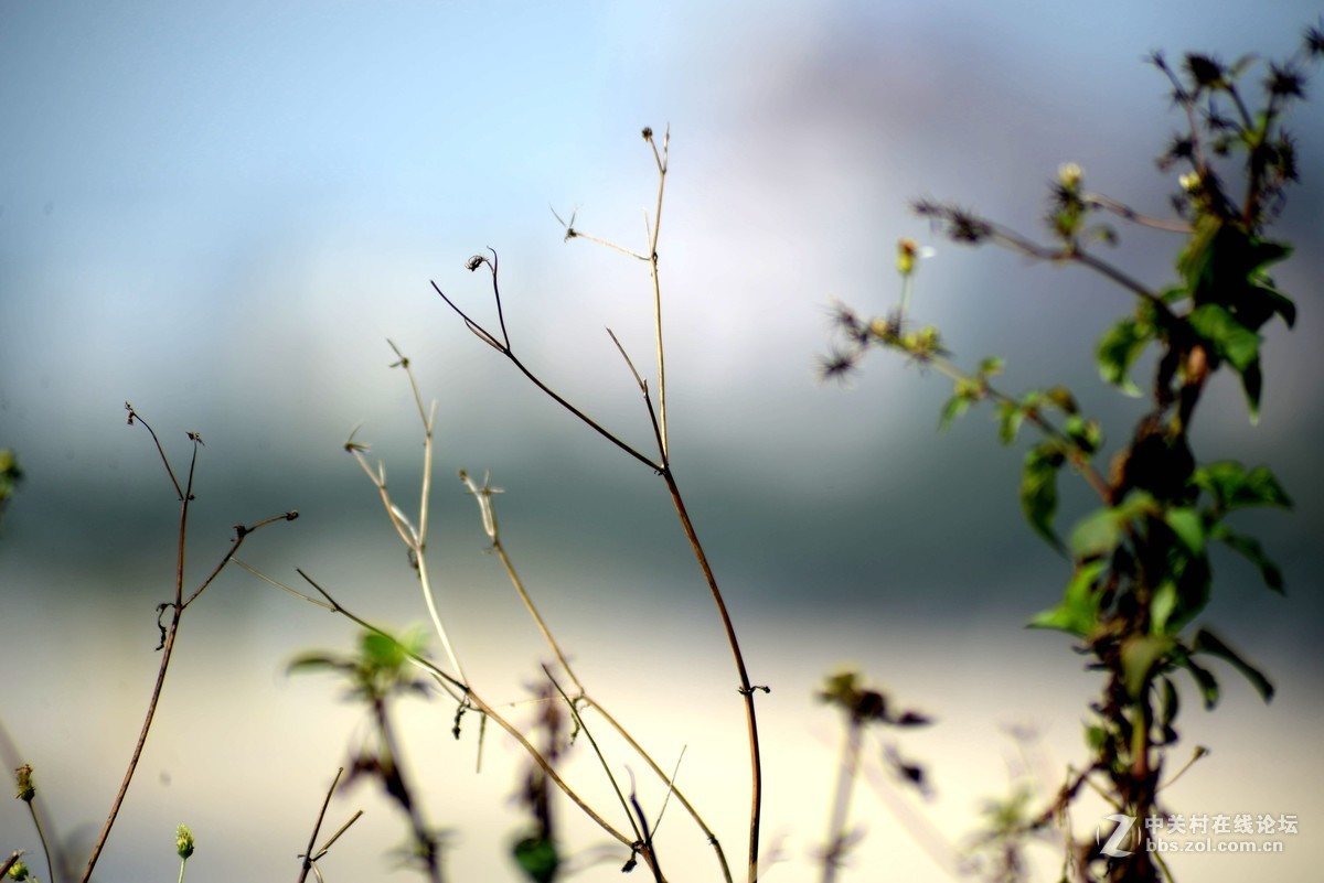 尼康610+图丽80-400