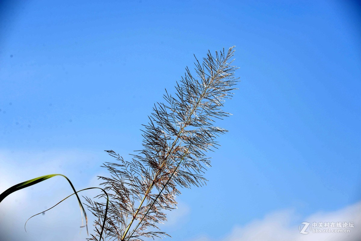尼康610+图丽80-400