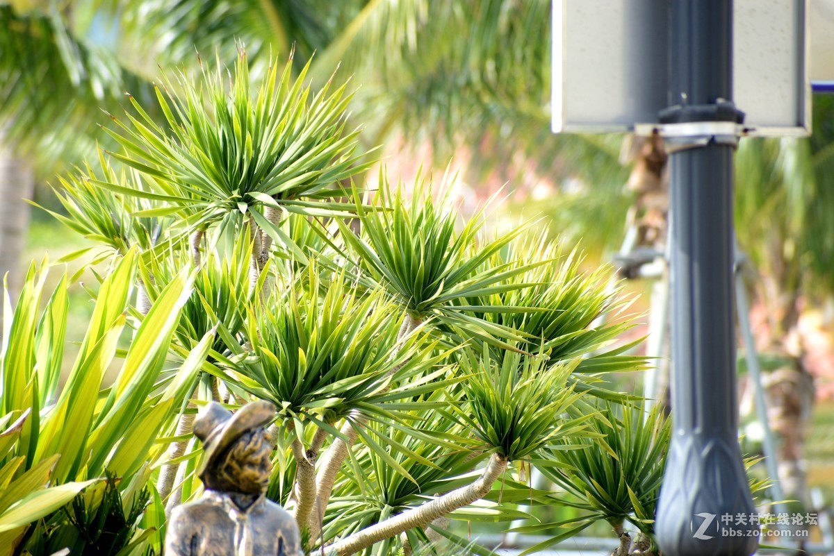 尼康610+图丽80-400