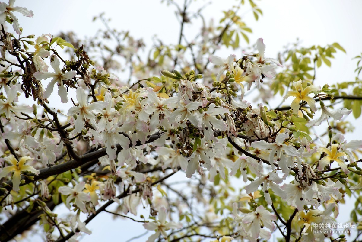 尼康610+图丽80-400