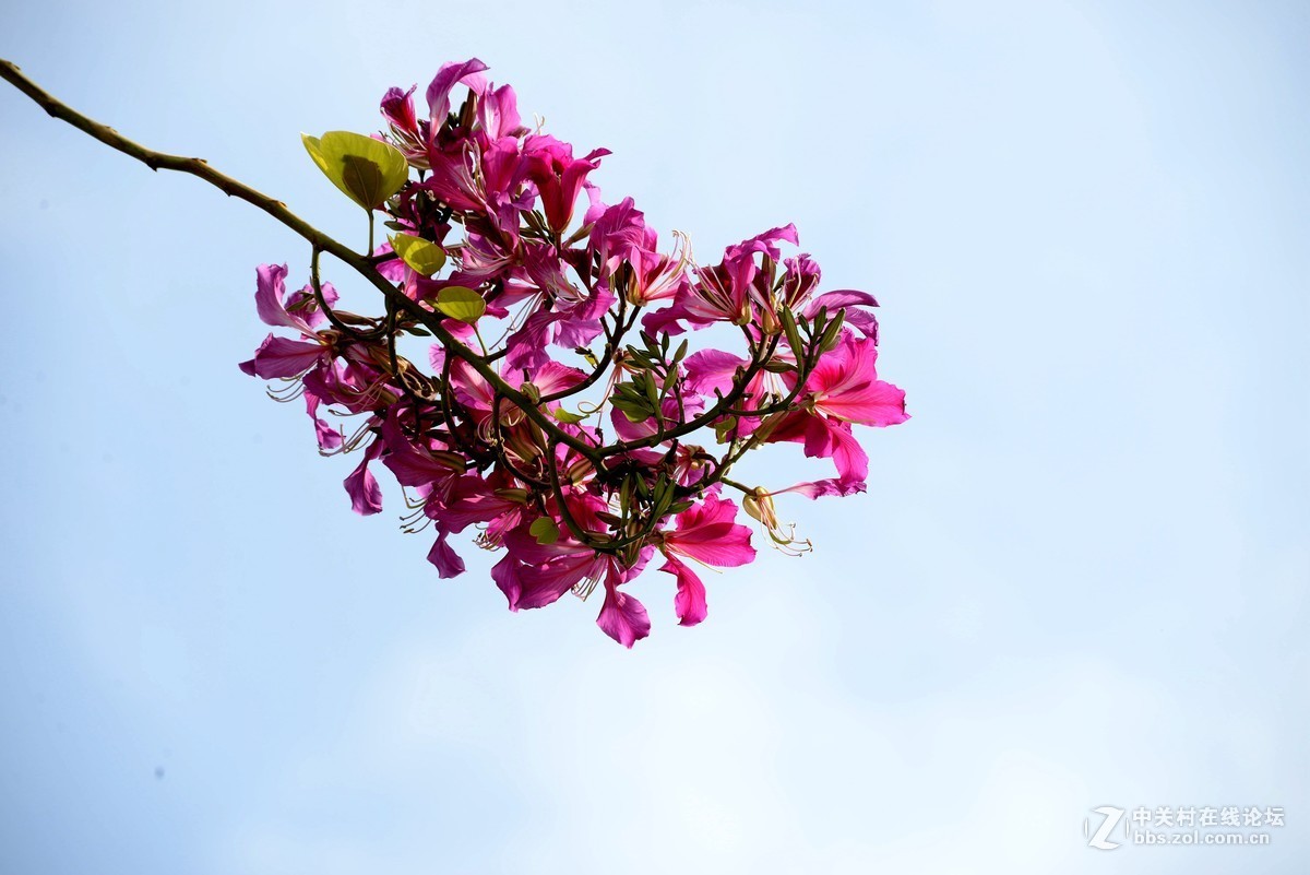 尼康610+图丽80-400