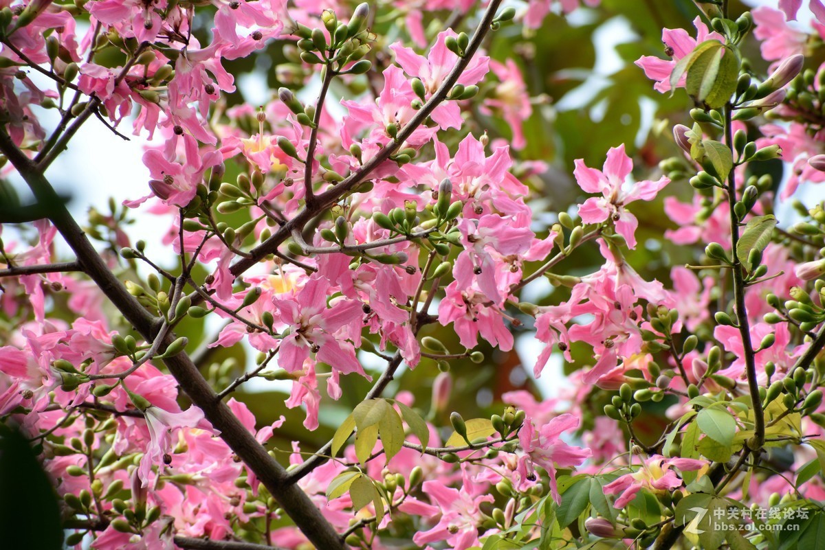 尼康610+图丽80-400