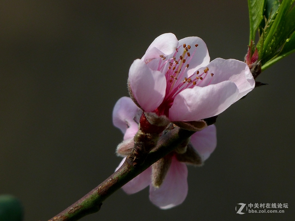 今年开的不多的桃花
