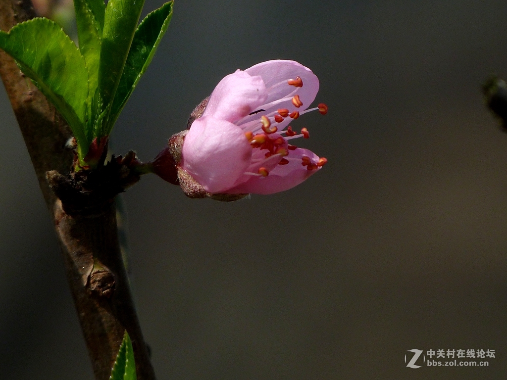 今年开的不多的桃花