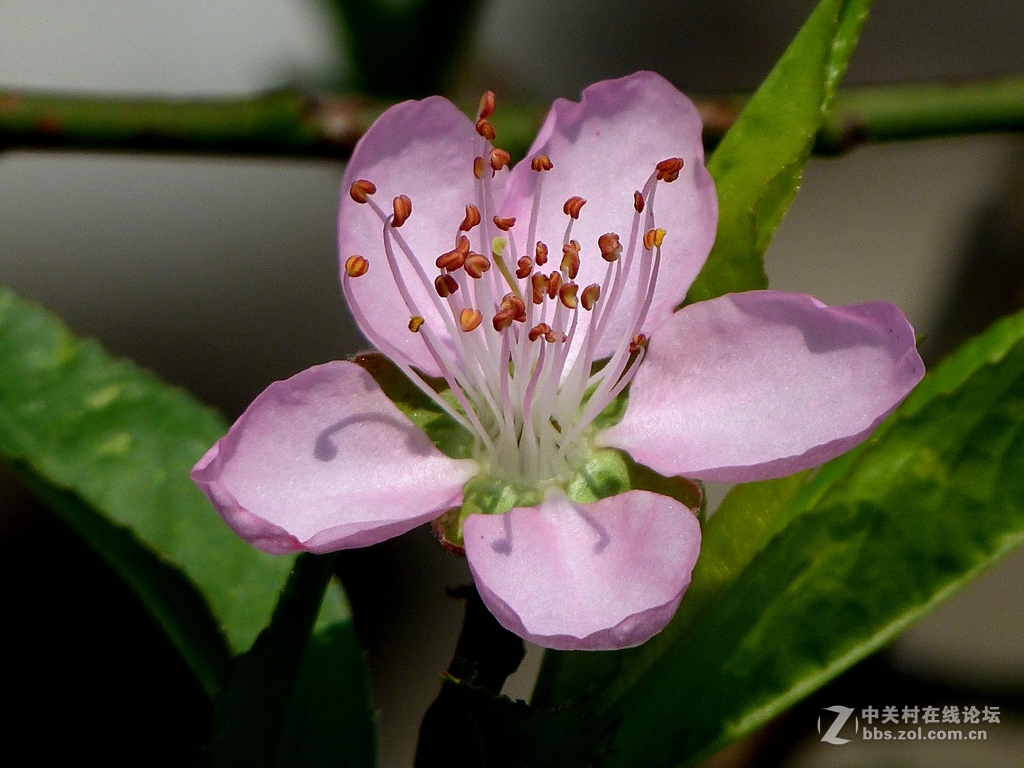 今年开的不多的桃花