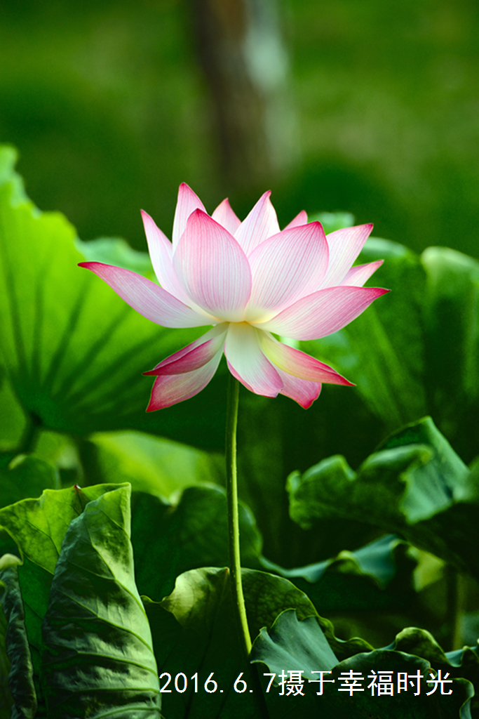 小区荷花