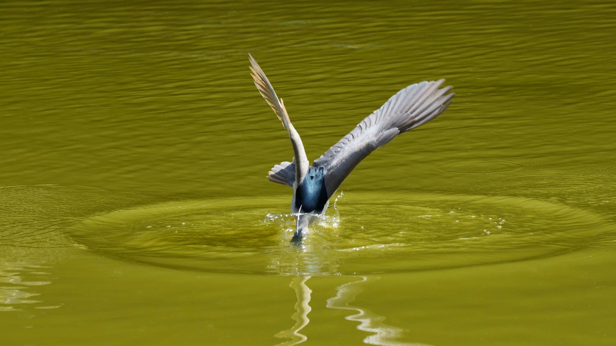【赏鹭（17）】老夜鹭捕鱼十拿九稳
