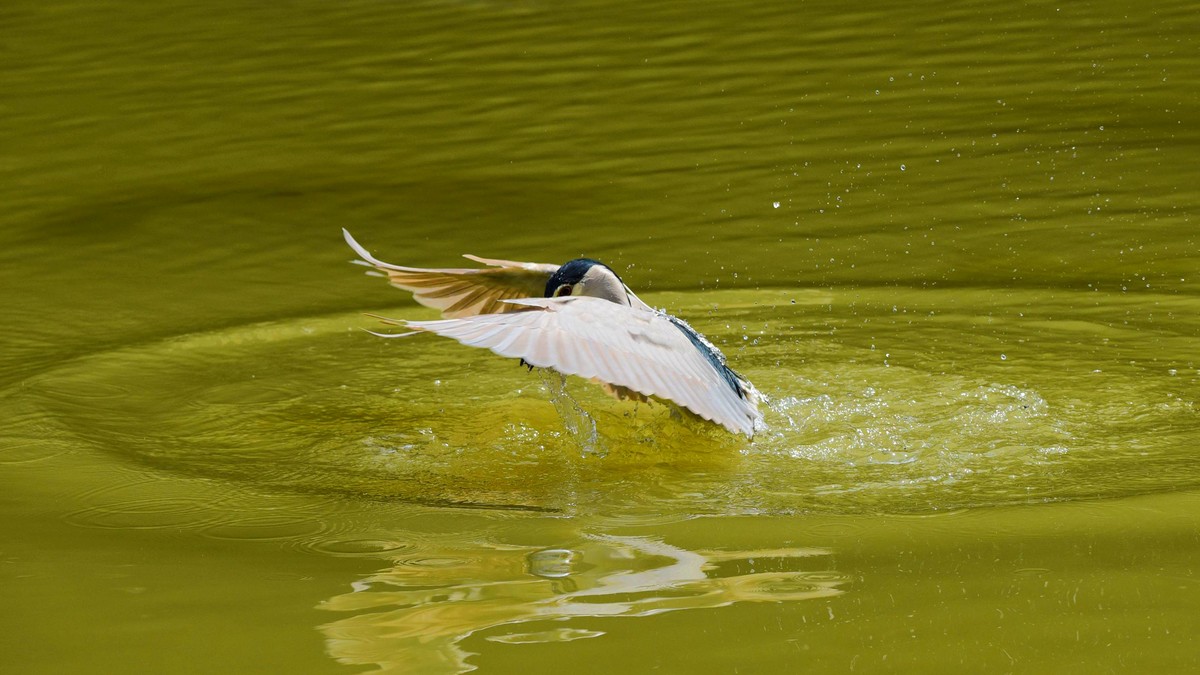 【赏鹭（17）】老夜鹭捕鱼十拿九稳