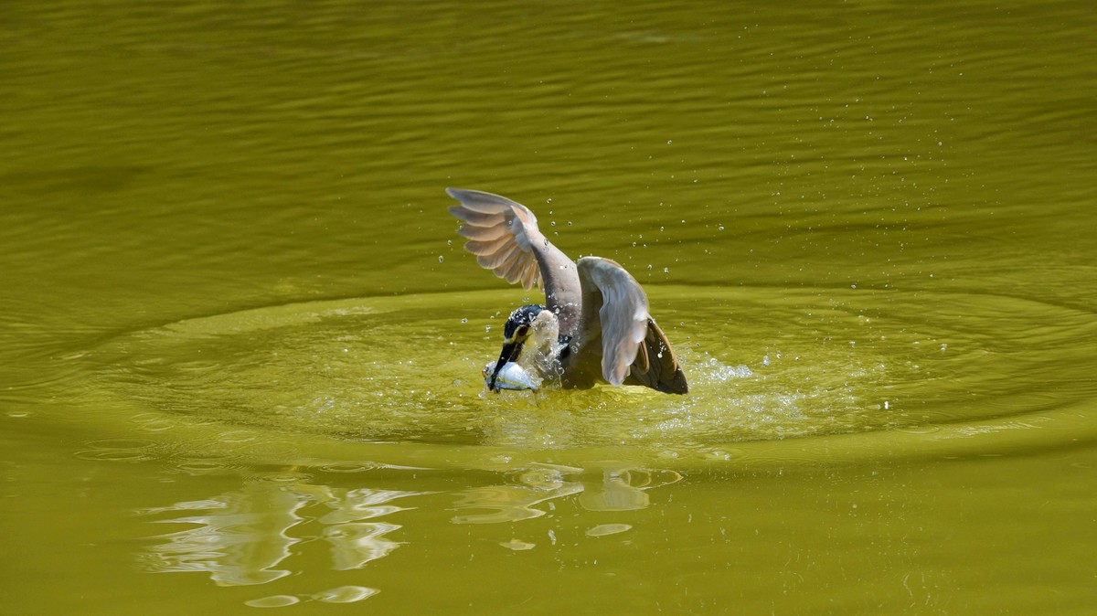 【赏鹭（17）】老夜鹭捕鱼十拿九稳