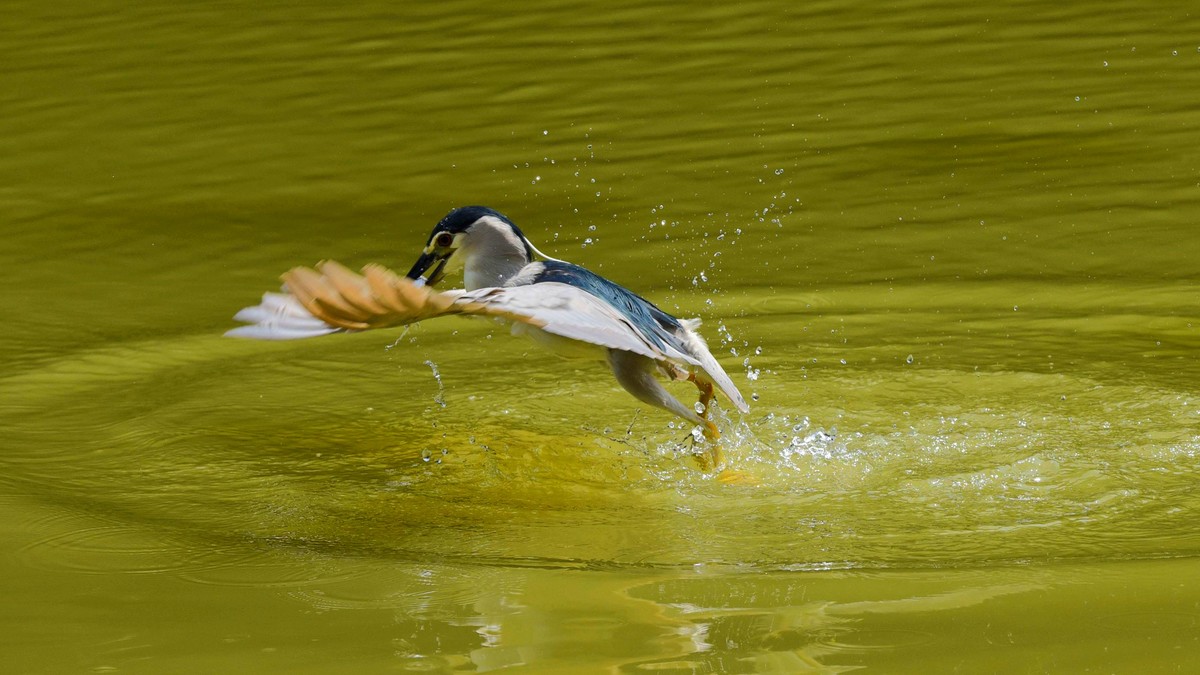 【赏鹭（17）】老夜鹭捕鱼十拿九稳