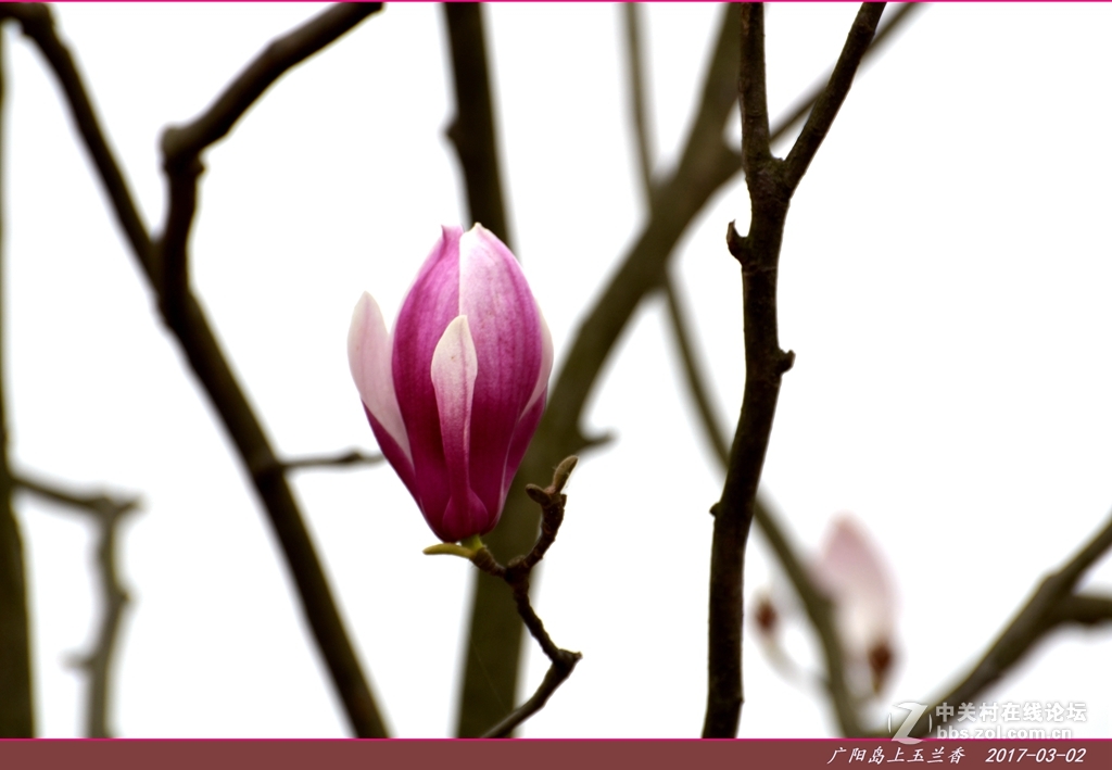 广阳岛上菜籽花非黄