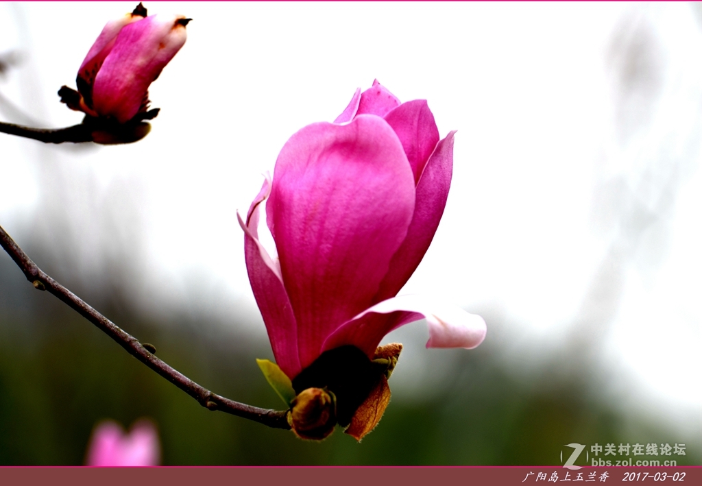 广阳岛上菜籽花非黄