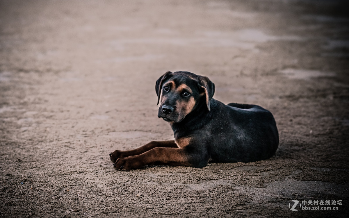 FE100mm F2.8 STF GM OSS的诱惑！