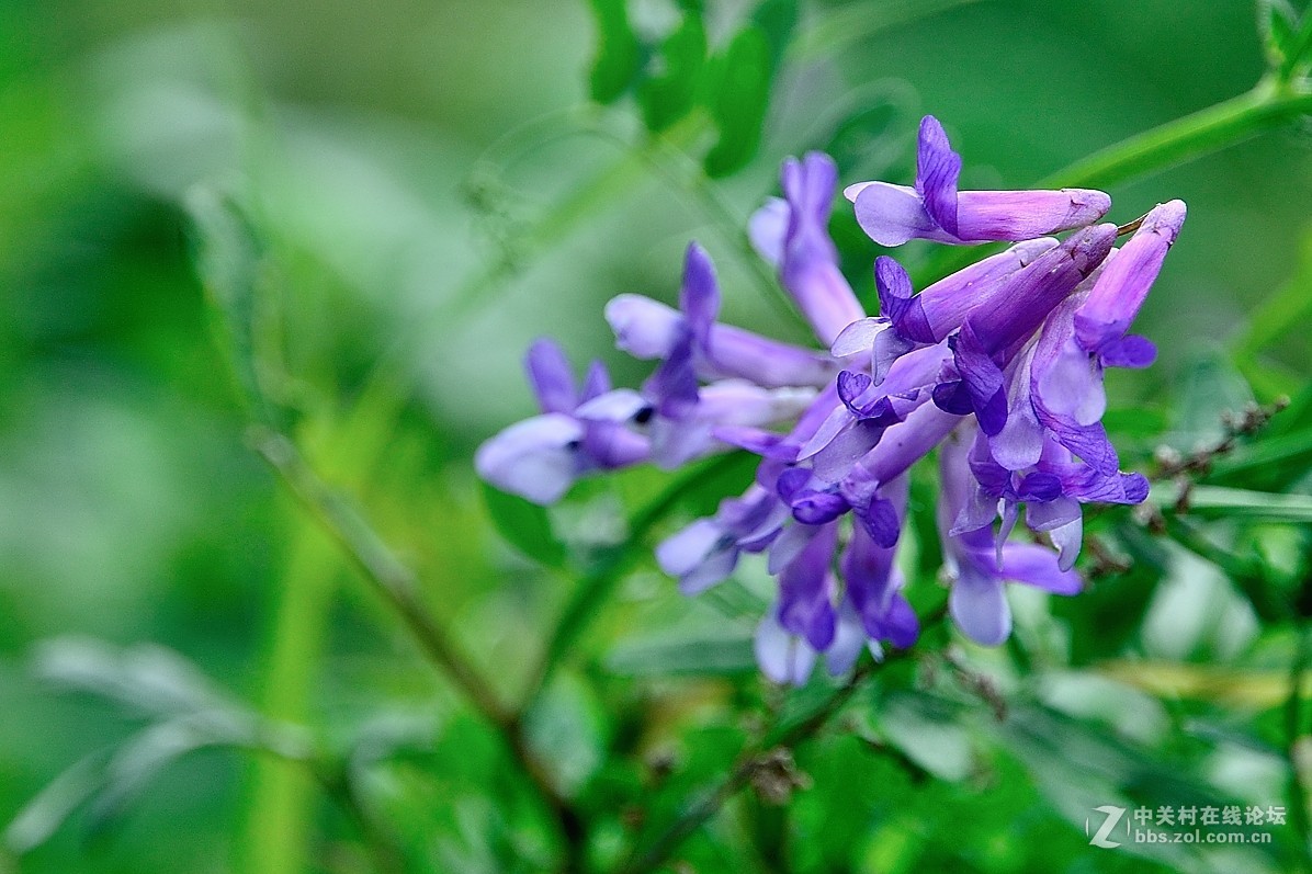 豆科植物——野豌豆花