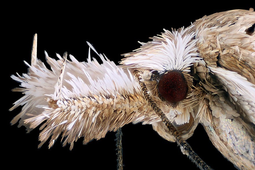 转发一组尼粉微距