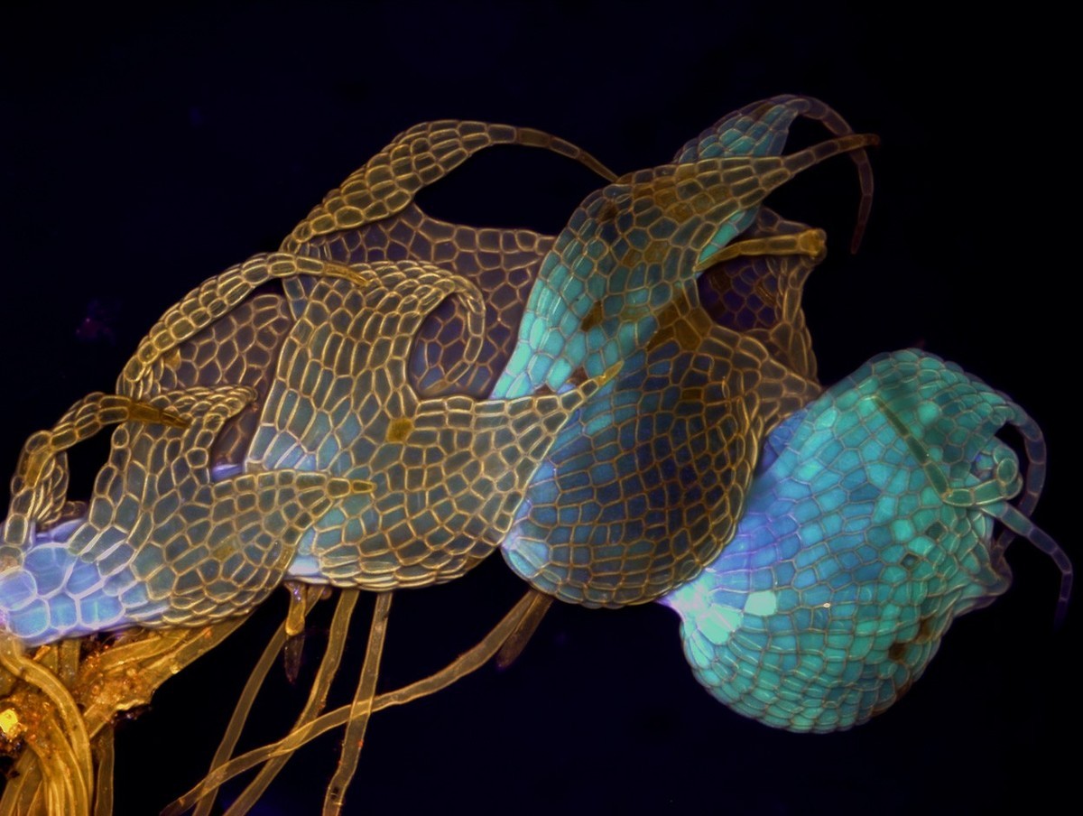 转发一组尼粉微距