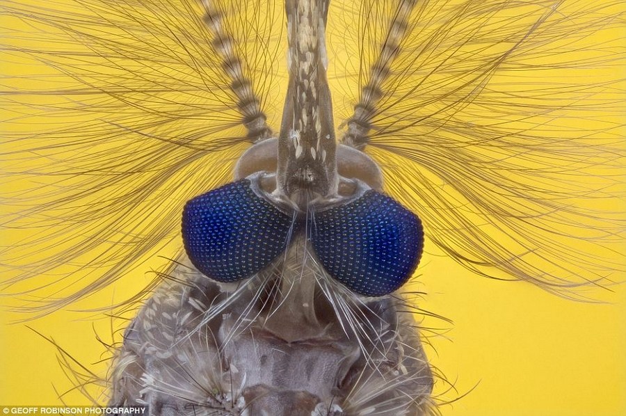 转发一组尼粉微距