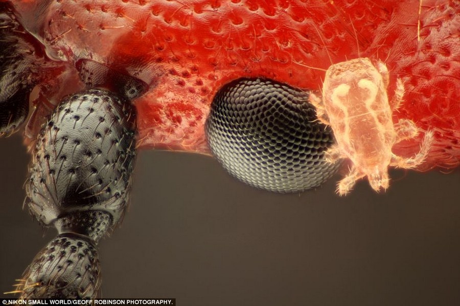 转发一组尼粉微距