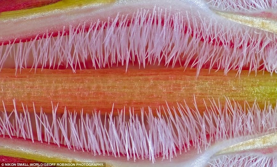 转发一组尼粉微距