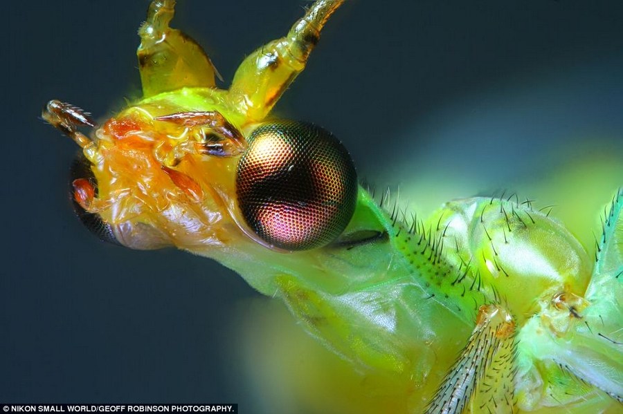 转发一组尼粉微距