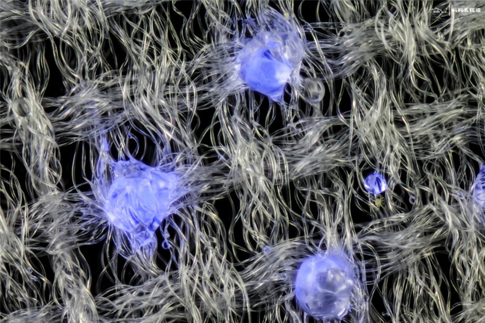 转发一组尼粉微距