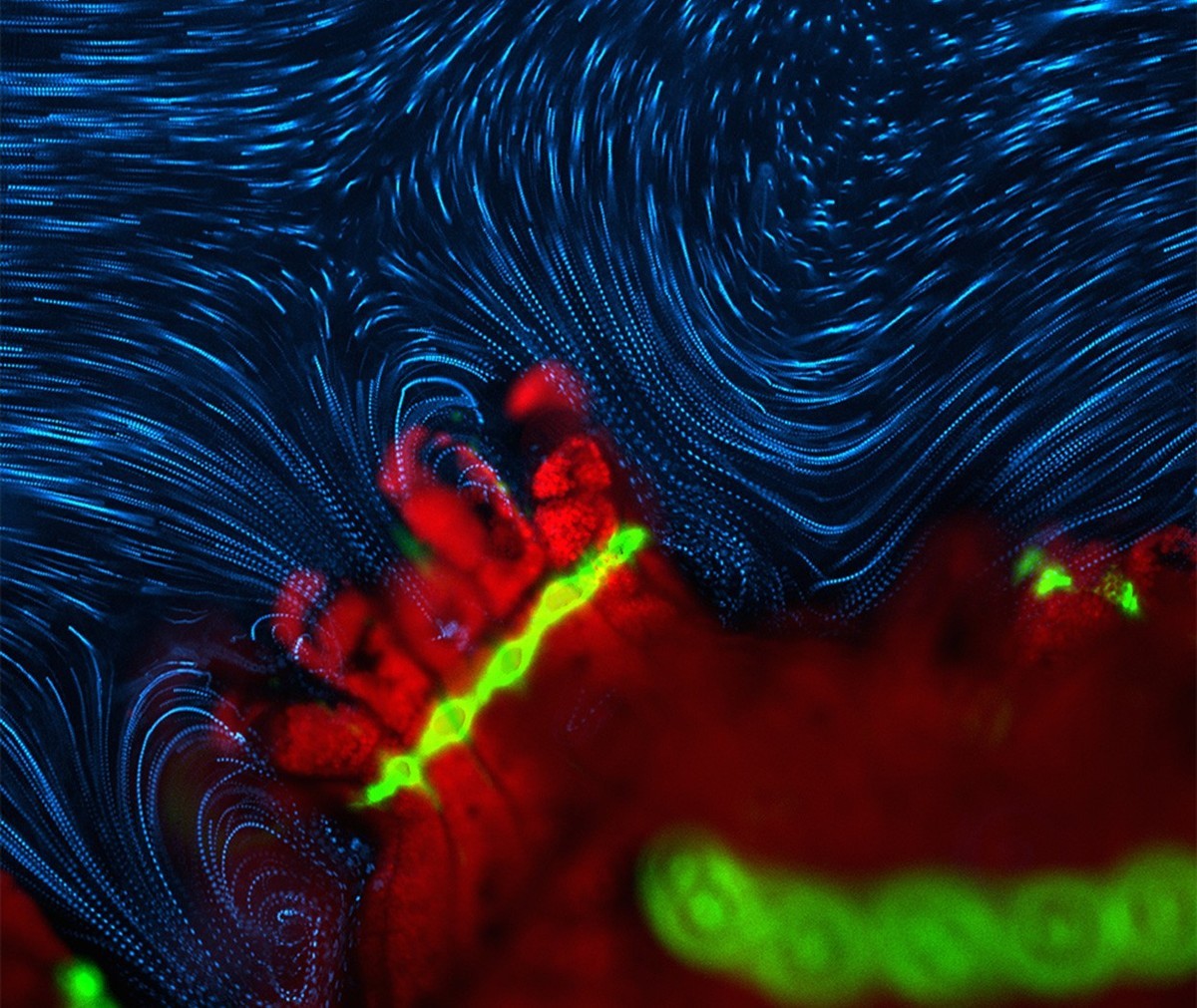 转发一组尼粉微距