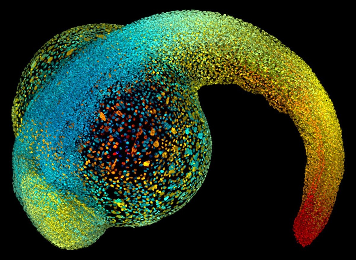 转发一组尼粉微距