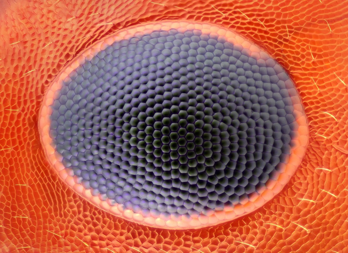 转发一组尼粉微距