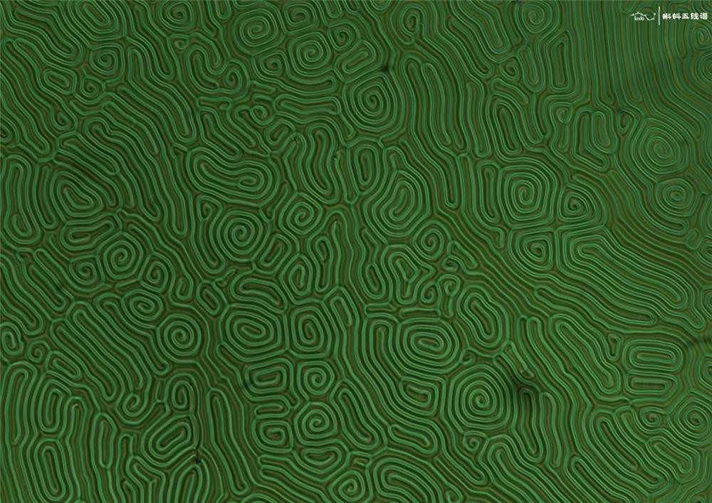 转发一组尼粉微距