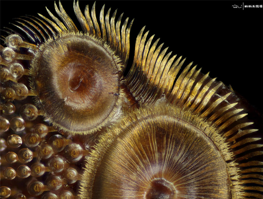 转发一组尼粉微距