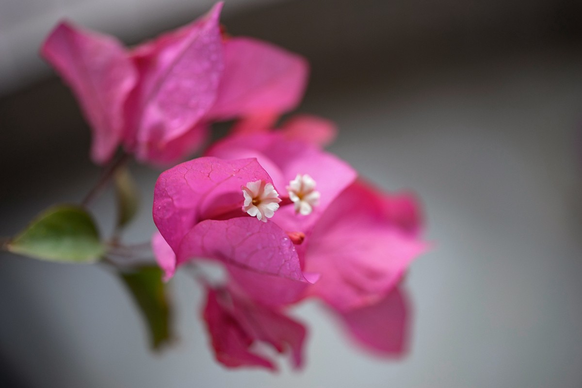 a7m2+Minolta AF 50mm f2.8 Macro ( 赏试自设机内PP拍摄 )