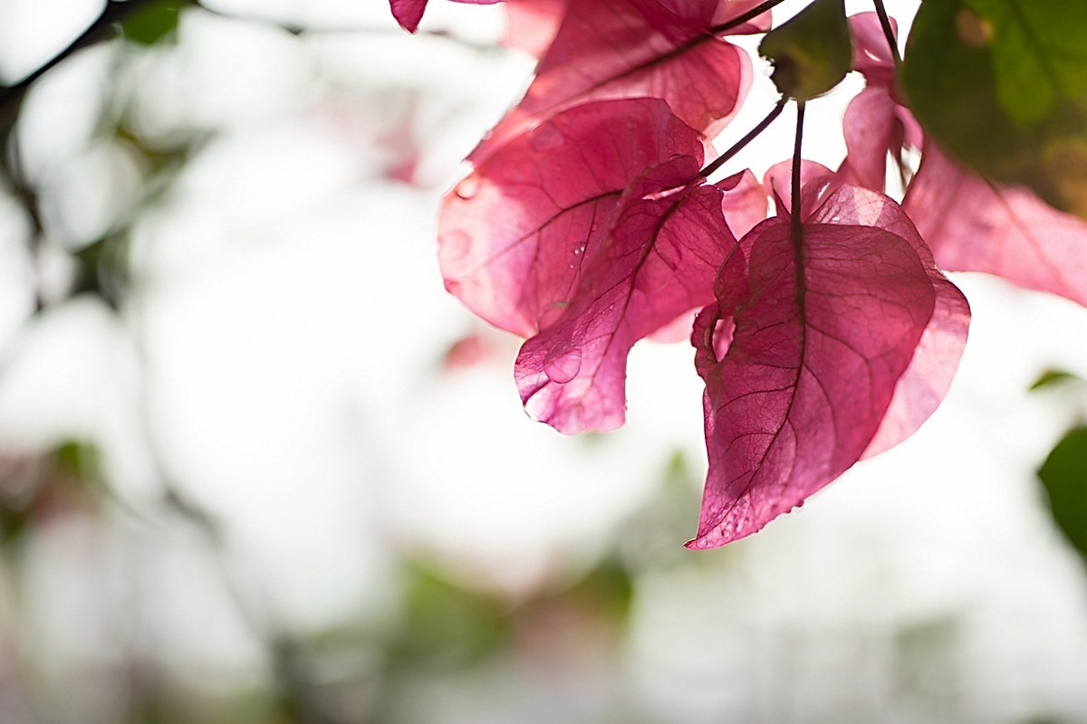 a7m2+Minolta AF 50mm f2.8 Macro ( 赏试自设机内PP拍摄 )