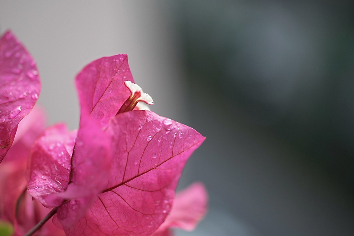 a7m2+Minolta AF 50mm f2.8 Macro ( 赏试自设机内PP拍摄 )