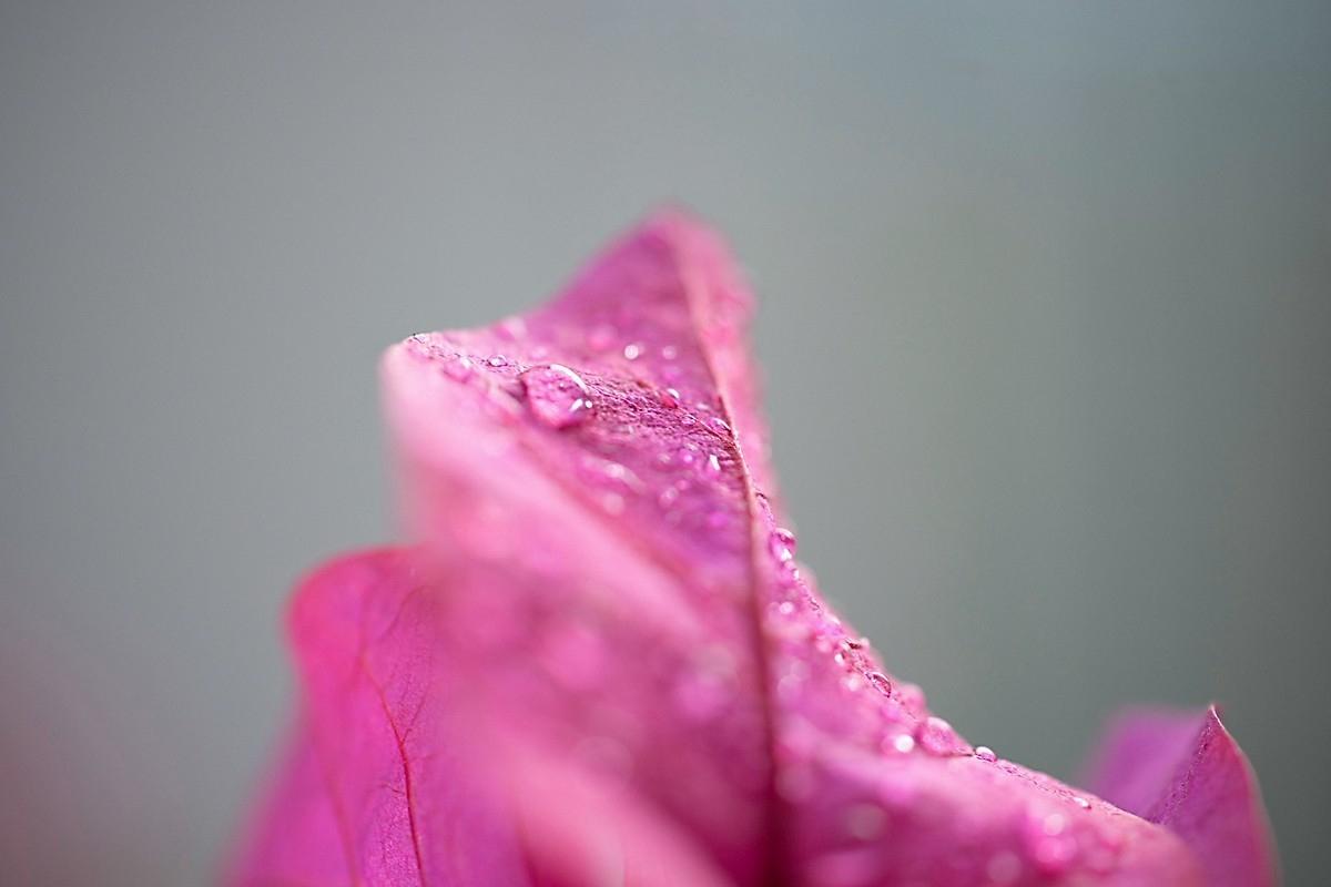 a7m2+Minolta AF 50mm f2.8 Macro ( 赏试自设机内PP拍摄 )