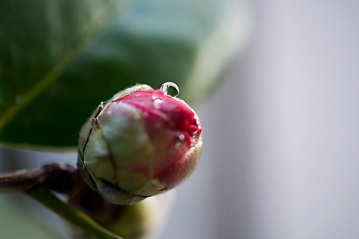 a7m2+Minolta AF 50mm f2.8 Macro ( 赏试自设机内PP拍摄 )