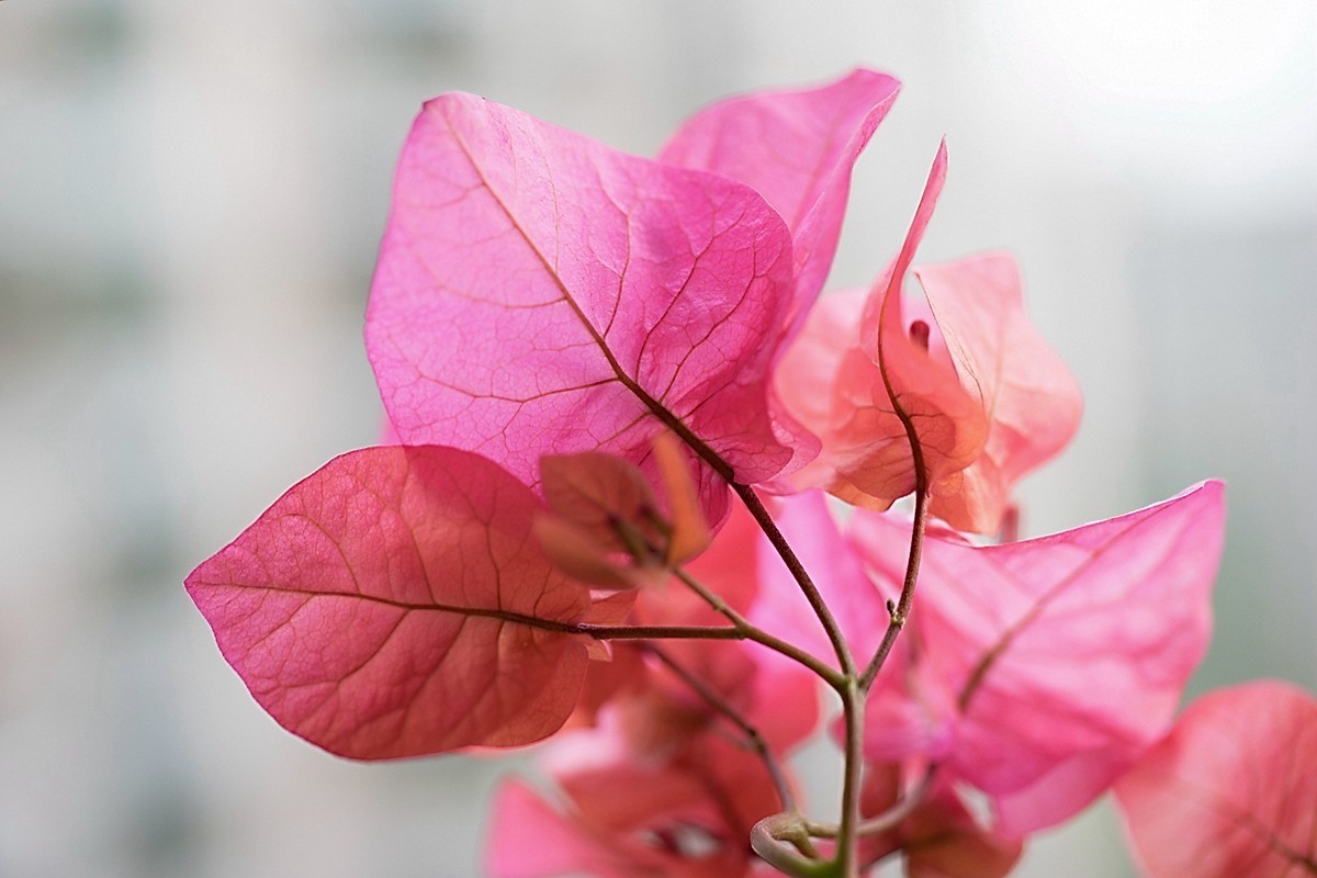 a7m2+Minolta AF 50mm f2.8 Macro ( 赏试自设机内PP拍摄 )
