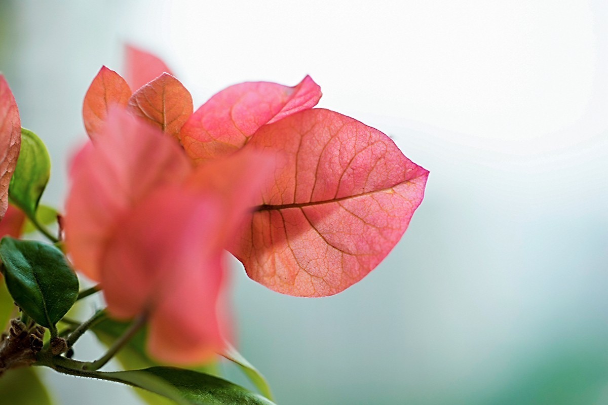 a7m2+Minolta AF 50mm f2.8 Macro ( 赏试自设机内PP拍摄 )