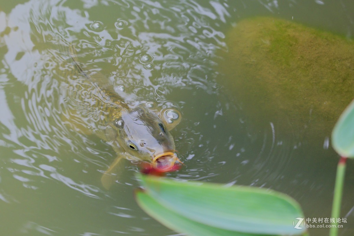 试镜EF70-300mmII代