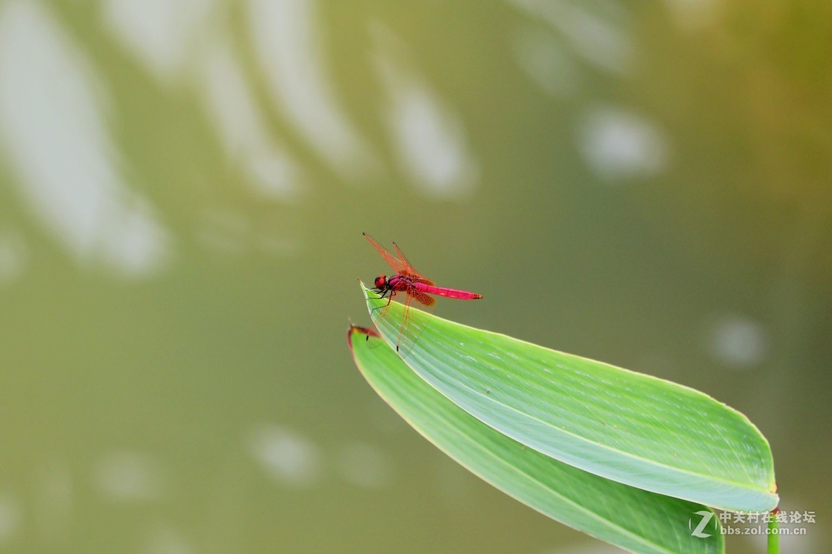 试镜EF70-300mmII代