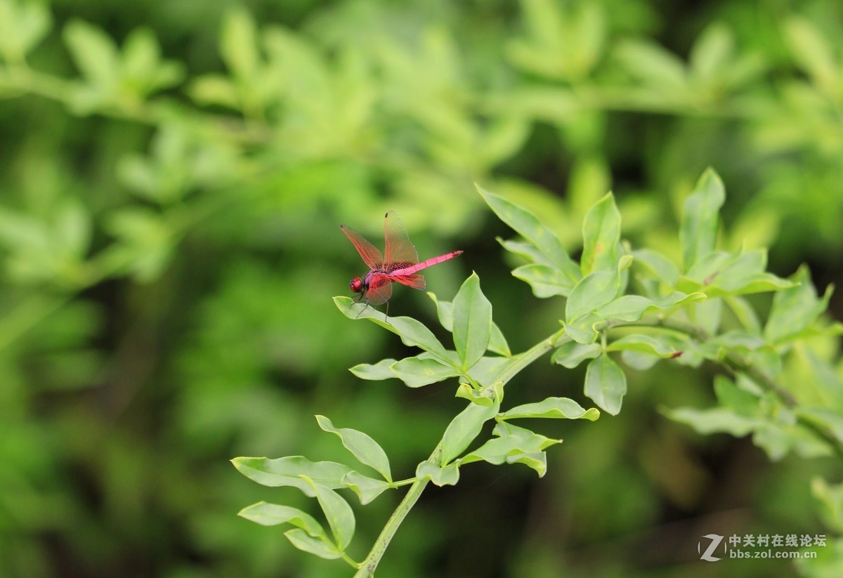 试镜EF70-300mmII代