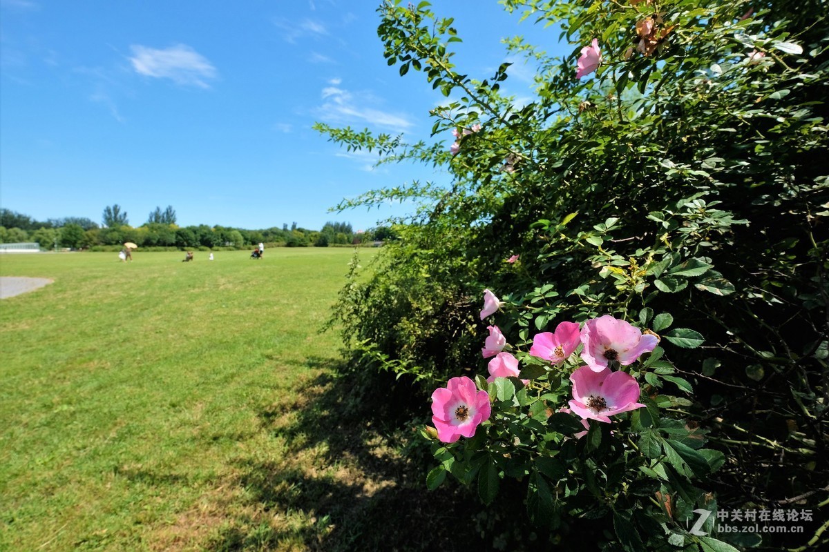 奥林匹克森林公园