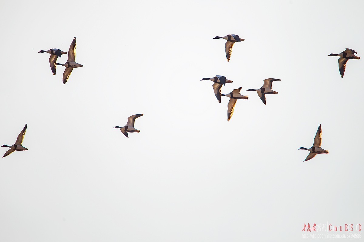 罕见，百多只翘鼻麻鸭一起现身
