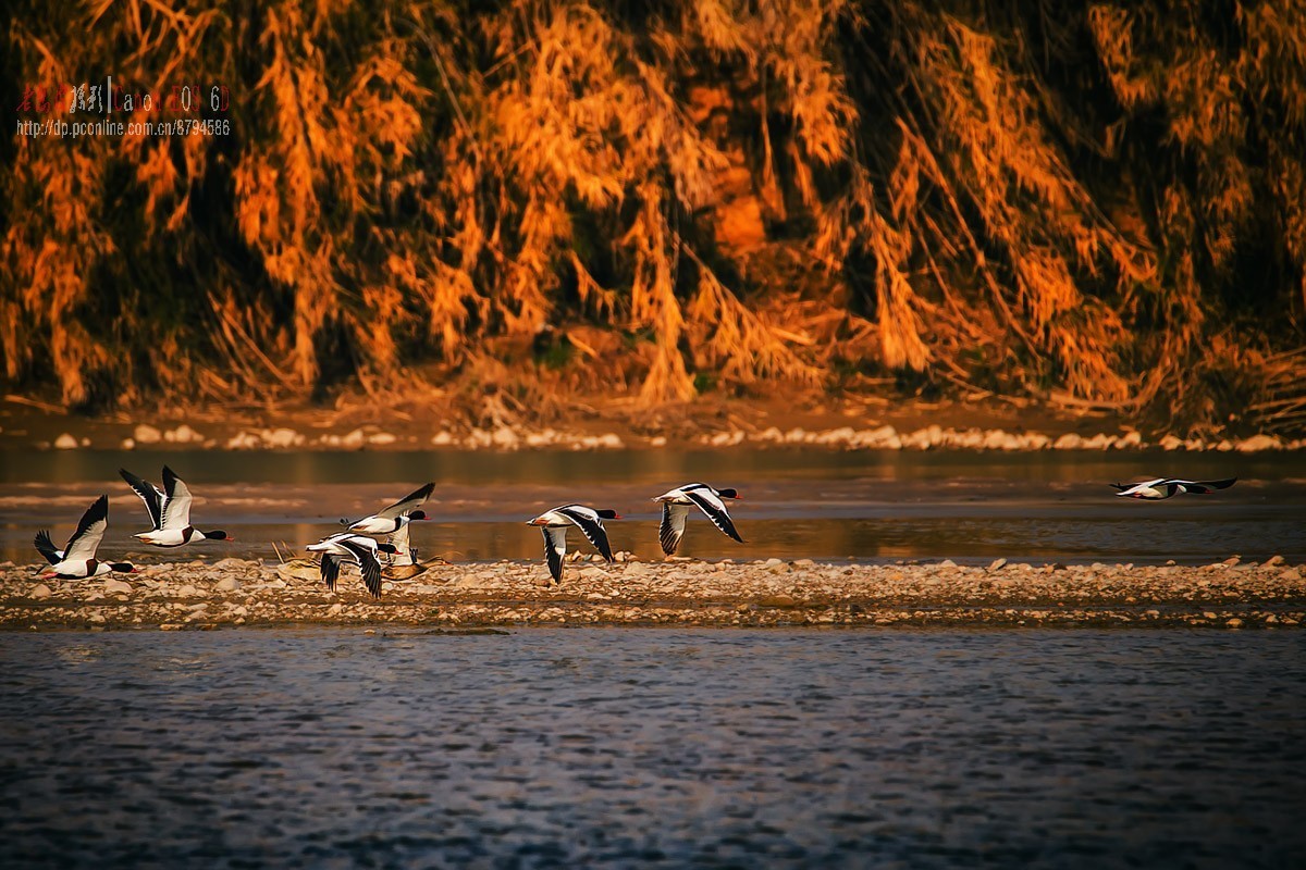 罕见，百多只翘鼻麻鸭一起现身
