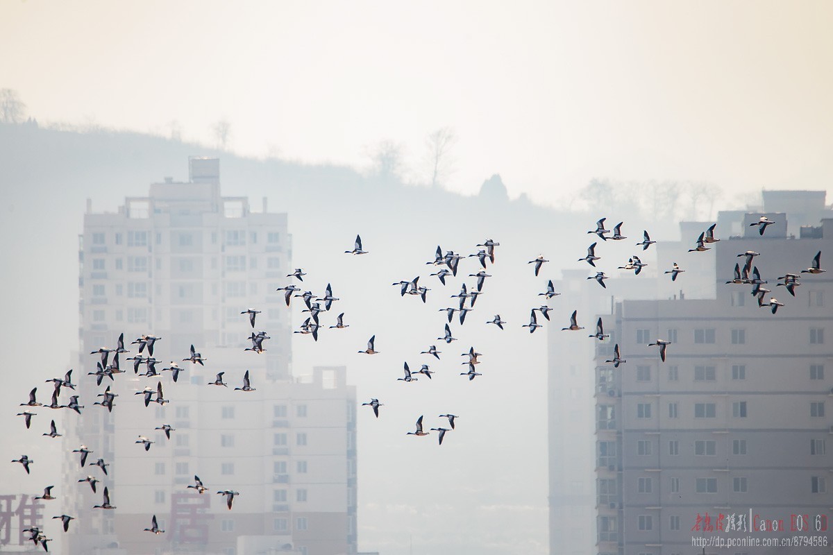 罕见，百多只翘鼻麻鸭一起现身
