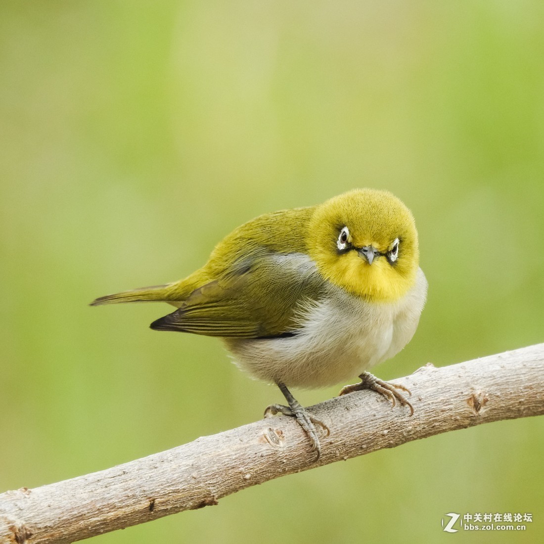 #版主坐堂#小五星空(中国)2019年元月精品荟萃