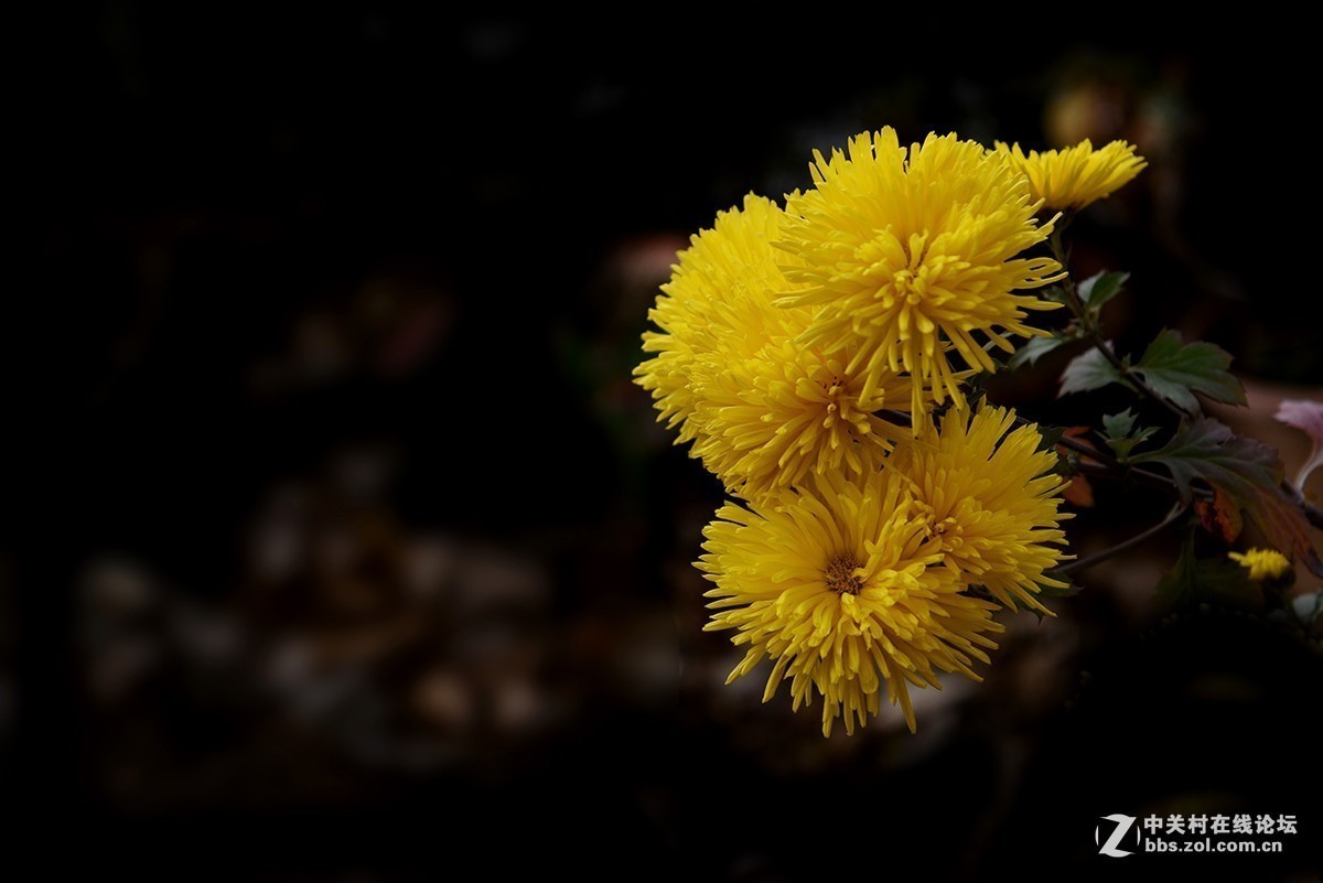 #版主坐堂#小五星空(中国)2019年元月精品荟萃