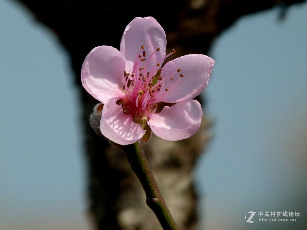 今年开的不多的桃花
